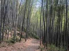 -午潮山国家森林公园