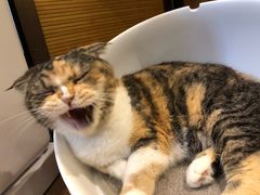 -more than meow吴止猫主题餐厅(承德 中船汇店)