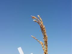 -红海滩国家风景廊道