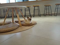 大堂-Heymao猫咖.咖啡厅(东门店)