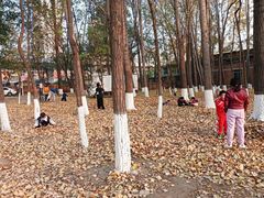 -丁香湖公园
