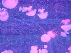 -秦皇岛新澳海底世界