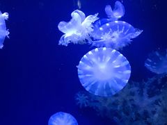 -青岛海底世界-水族馆