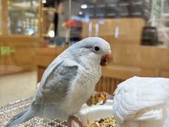 -帕帕拉兹宠物(亚洲旗舰店)