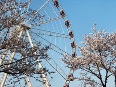 -顾村公园