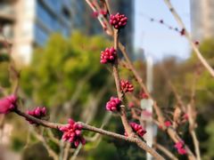 -新湖明珠城