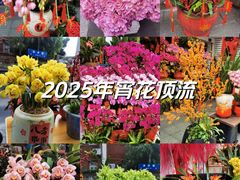 -溪岸路花鸟市场