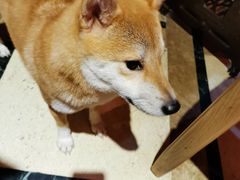 -猫色咖啡·猫咖