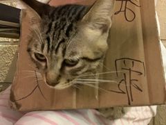 -逃脱反斗城沉浸剧情密室(北京路店)