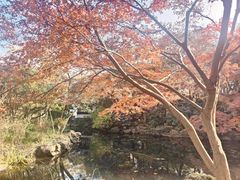 -秋霞圃