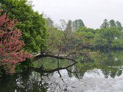 -西湖游船