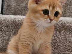 -猫十亿·布偶金渐层·曼基康矮脚猫舍(青年路店)