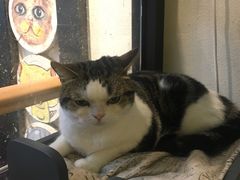 -萌喵宠狗爱心宠咖