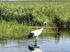 -盐城丹顶鹤湿地生态旅游区
