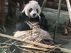 -泉州海丝野生动物世界