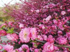 -洛阳市隋唐城遗址植物园