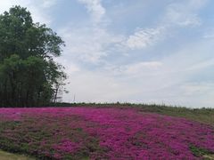 -大塘金香草谷
