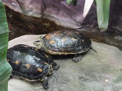 -上海大自然野生昆虫馆(东方明珠·爬宠昆虫探索中心)