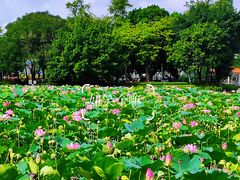 -荔湾湖公园