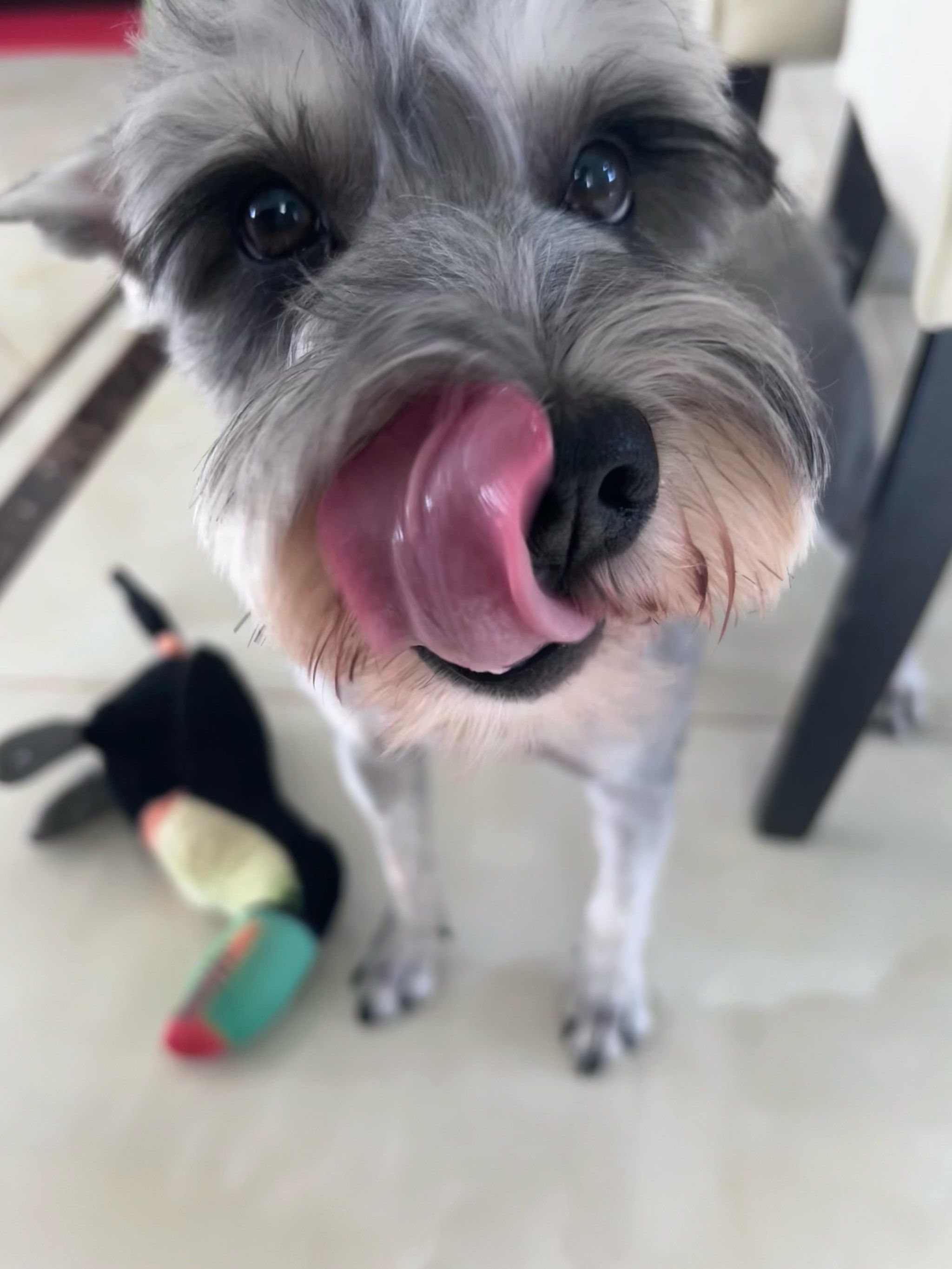 雪纳瑞邪魅一笑