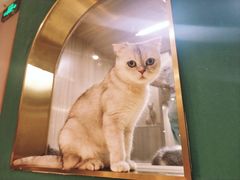 -飞行喵MR PILOT|猫舍·猫咖(静安大融城店)