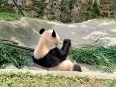 -都江堰中华大熊猫苑