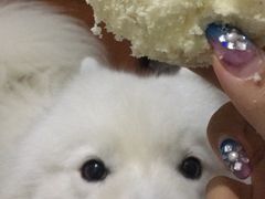 -中关村茶点
