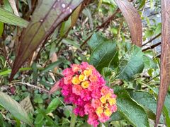 -西湖风景区-江洋畈生态公园