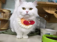 -佳雯宠物医院·皮肤科·内外科(春晓路分院)