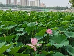 -莲花池公园