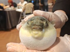 -肆月河豚·新淮扬(金融街店)