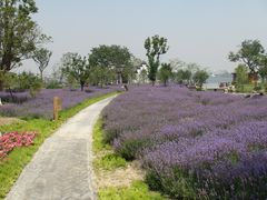 -鹅湖玫瑰文化园