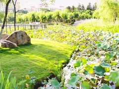 -映月湖公园