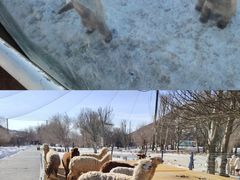 -新疆天山野生动物园