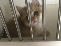 -东方名猫馆·英短金渐层布偶猫舍(环线广场1号楼店)