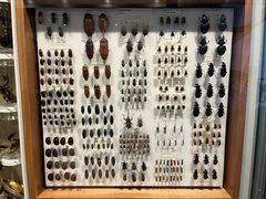 -墨尔本博物馆(Melbourne Museum)