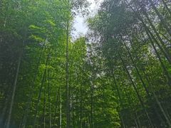 -古堰画乡景区