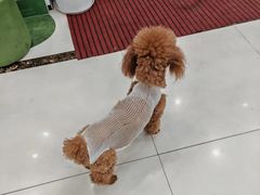 -派美特宠物医院·核磁CT·骨科肿瘤·疑难转诊(沈农禾丰店)