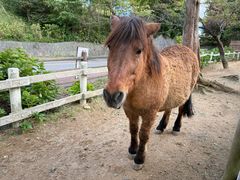 -神户市立六甲山牧场