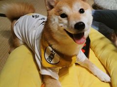 -逗柴咖啡屋·狗咖猫咖宠物桌游