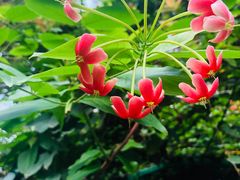 -呀路古热带植物园