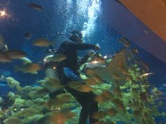 -海棠湾洲际-涛·海底餐厅·美人鱼·自助餐·海底隧道
