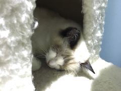 -喵的天空名猫咖啡馆·撸猫·猫舍·用品