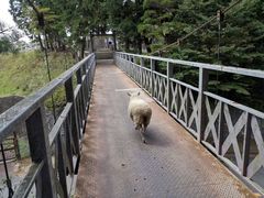 -神户市立六甲山牧场