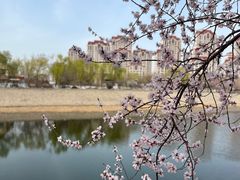 -桃花堤公园