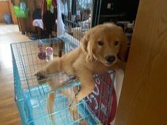 -翊宠yipet猫狗购宠庄园犬舍•猫舍