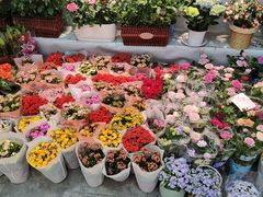 -大自然花鸟鱼虫市场