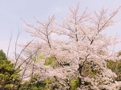 -西安青龙寺遗址景区