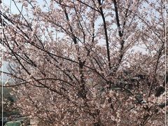 -樱花山风景区
