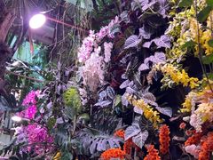 -正佳雨林生态植物园
